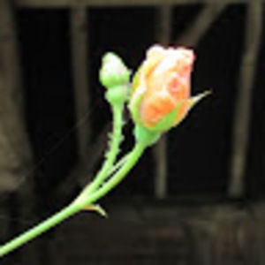 Meet your Posher, Leah